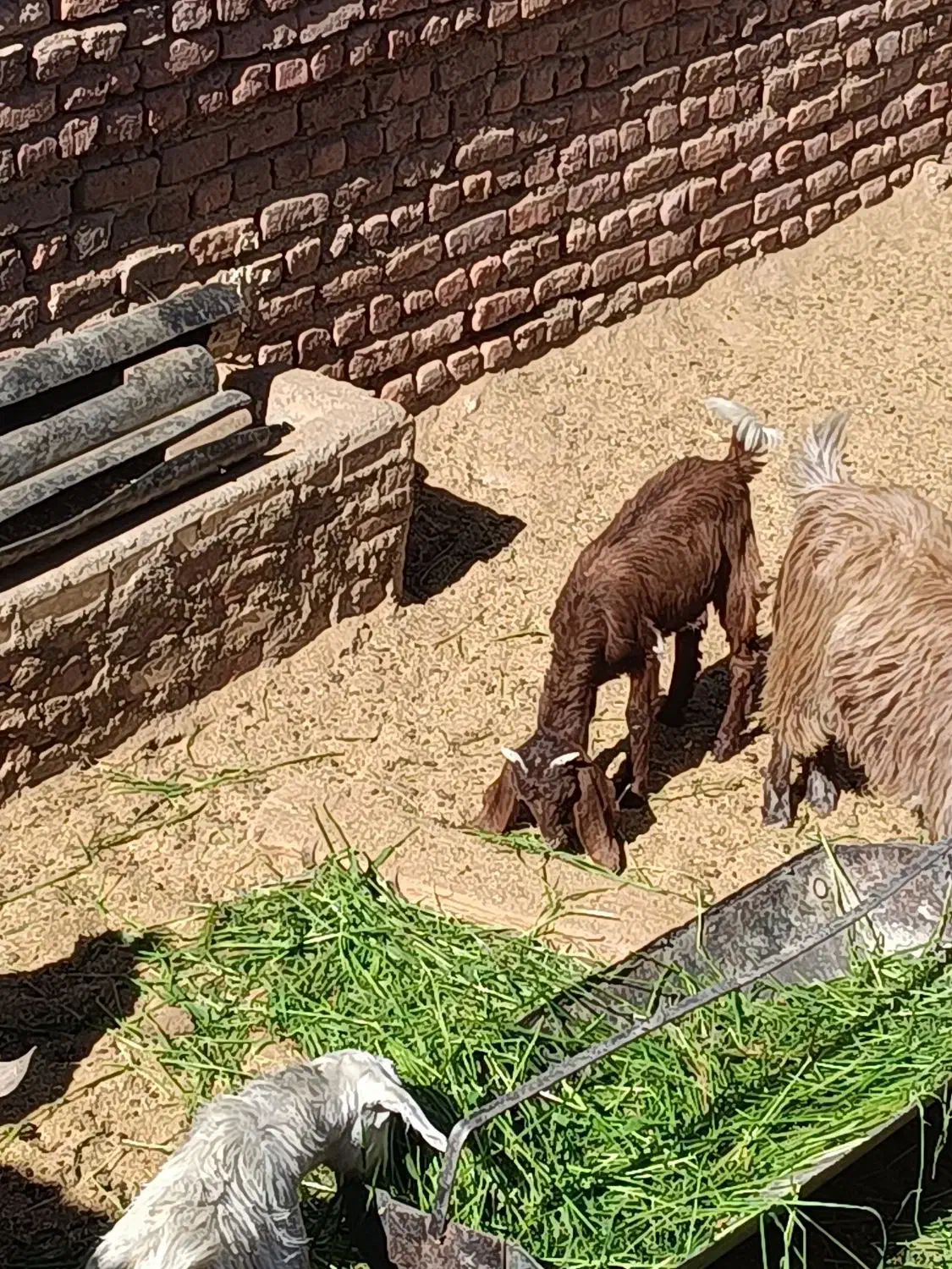 کره نر و ماده|حیوانات مزرعه|کرمان, |دیوار