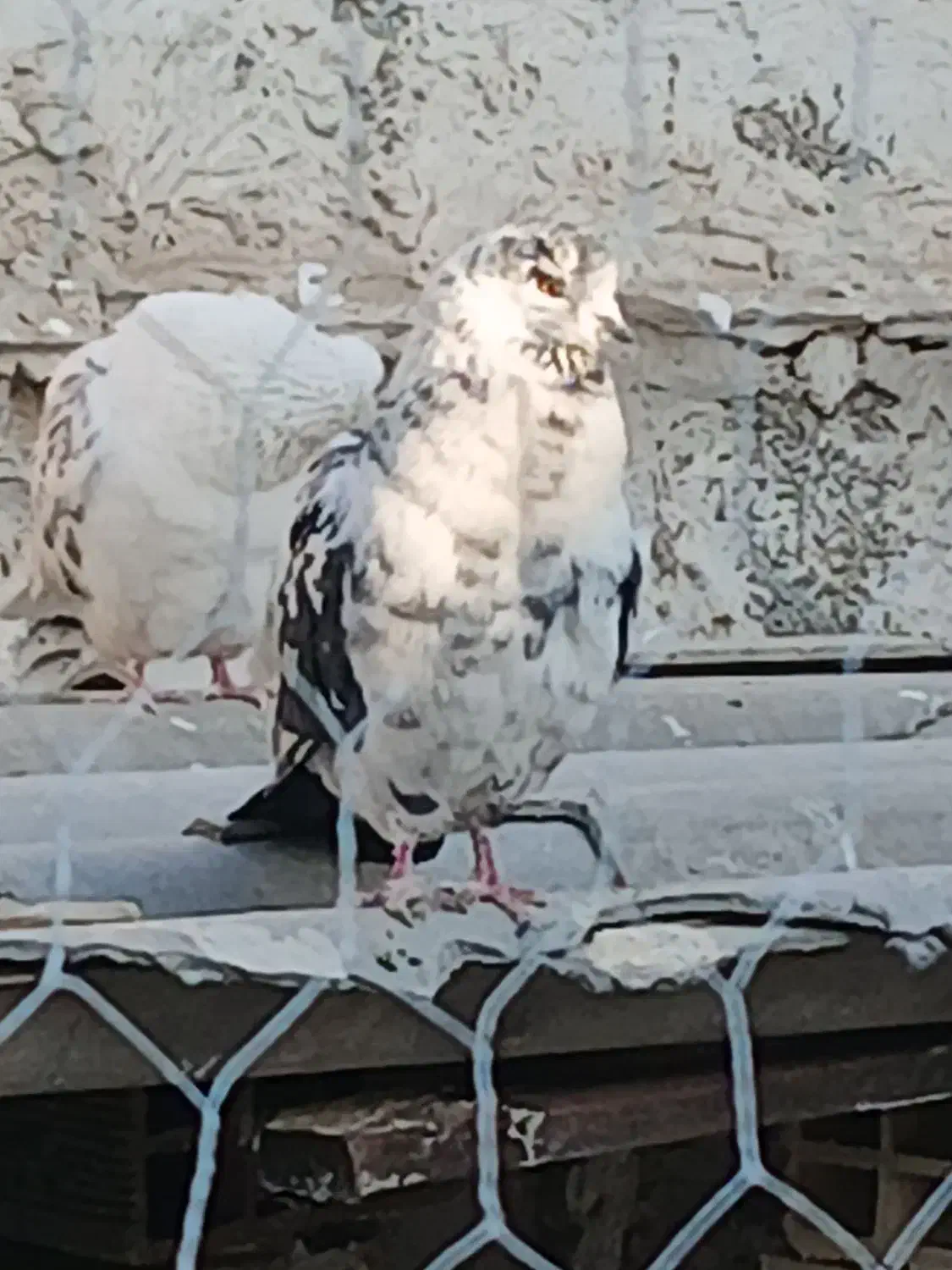 نر قاره|پرنده|هشتگرد, هشتگرد قدیم|دیوار