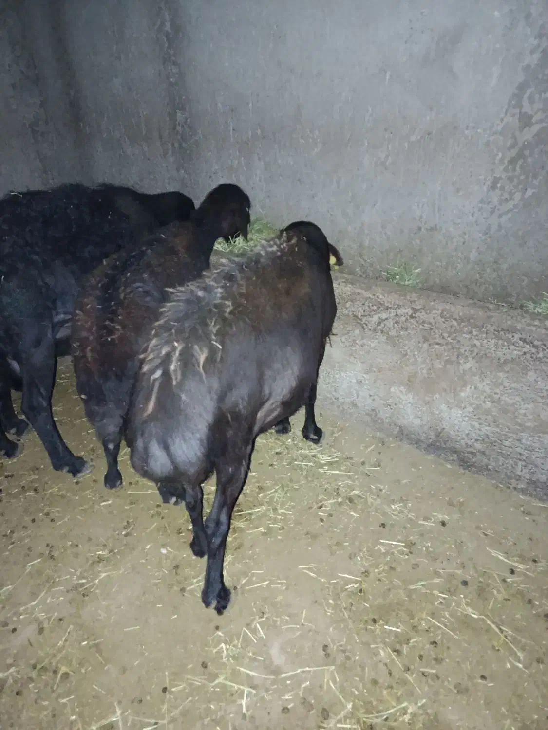 گوسفند چاق برای قربانی و مصرف خانگی|حیوانات مزرعه|شاهین دژ, |دیوار