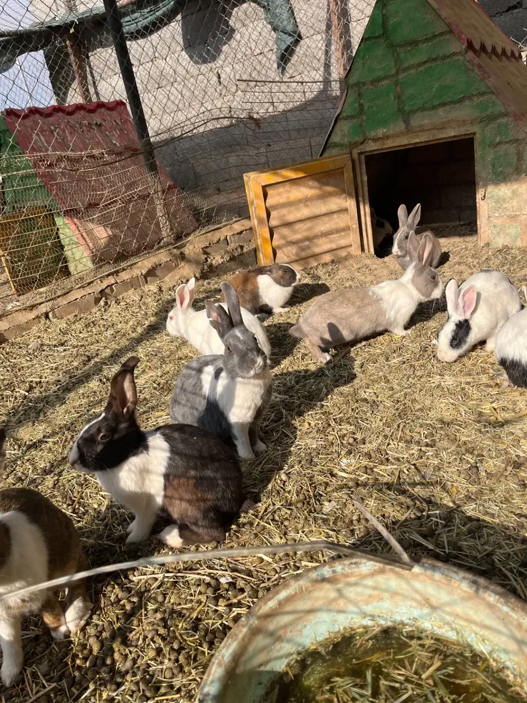 خرگوش فروشی ۸۰ هزار تومان|موش و خرگوش|ساوه, |دیوار