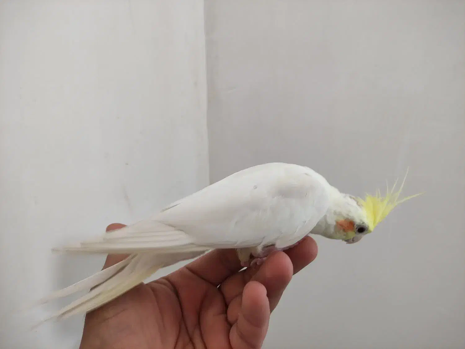 عروس هلندی لونتیوسخنگو|پرنده|علیآباد کتول, |دیوار