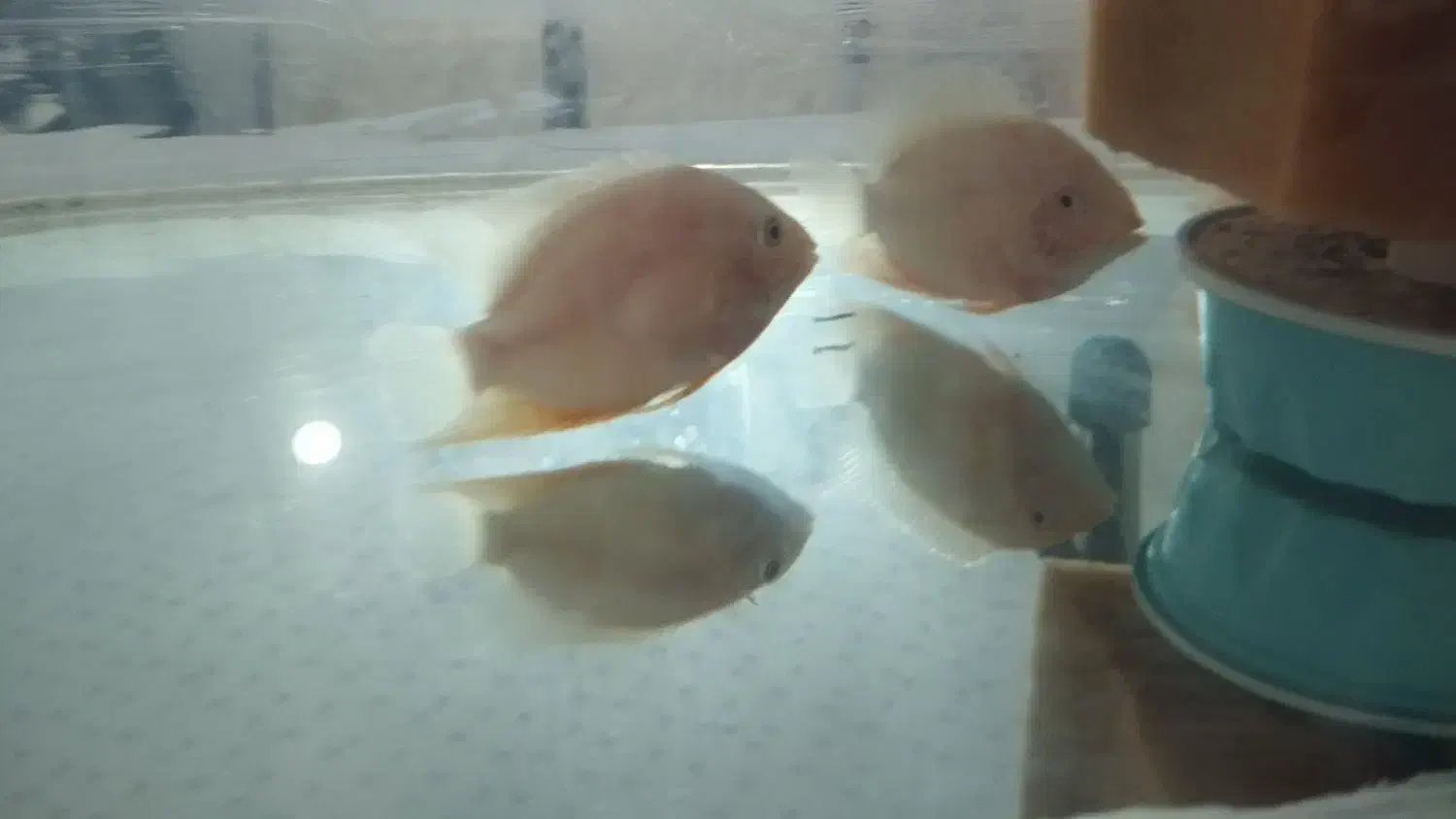 سورم|ماهی|زنجان, |دیوار