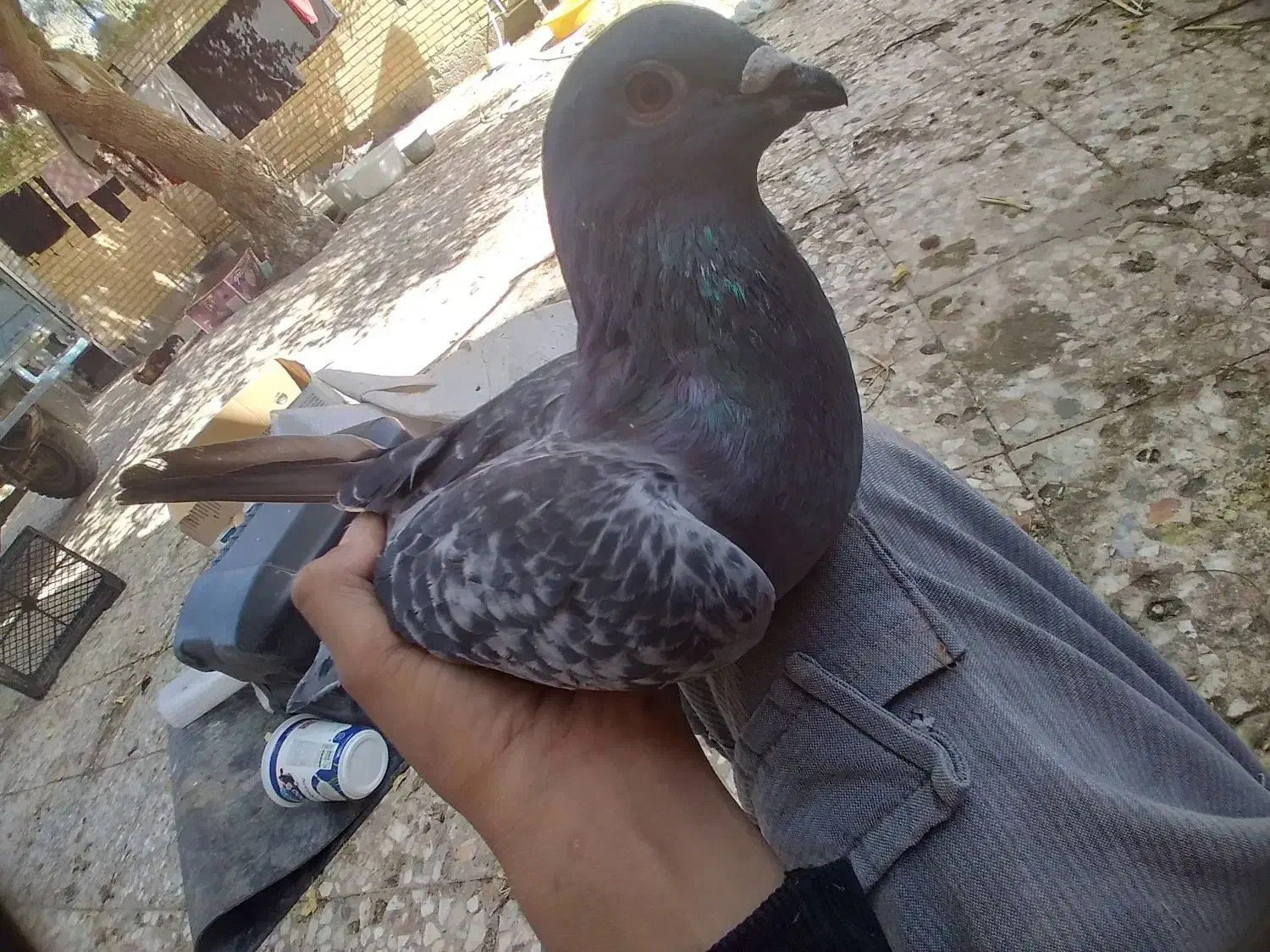 دوعدد کبوتر پلاکی|پرنده|آبادان, |دیوار