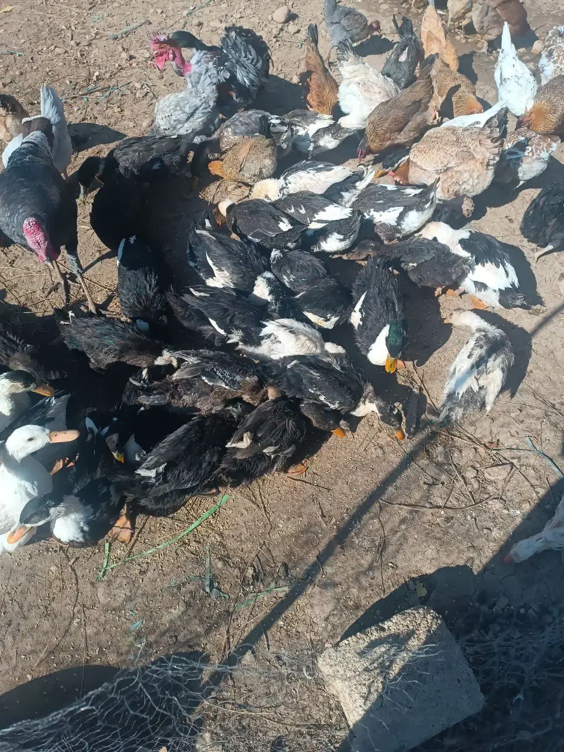 فروش اردک ۶ماهه|حیوانات مزرعه|یاسوج, |دیوار