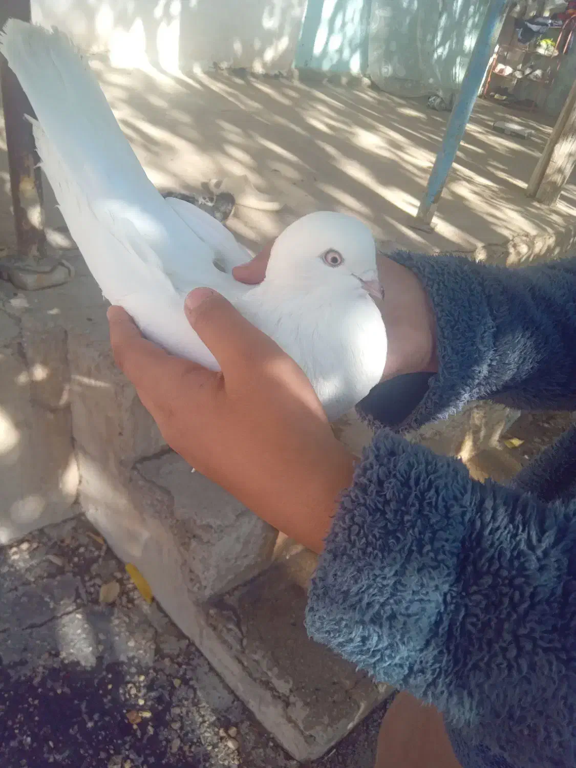 کبوتر تهرونی و پر|پرنده|فارسان, |دیوار