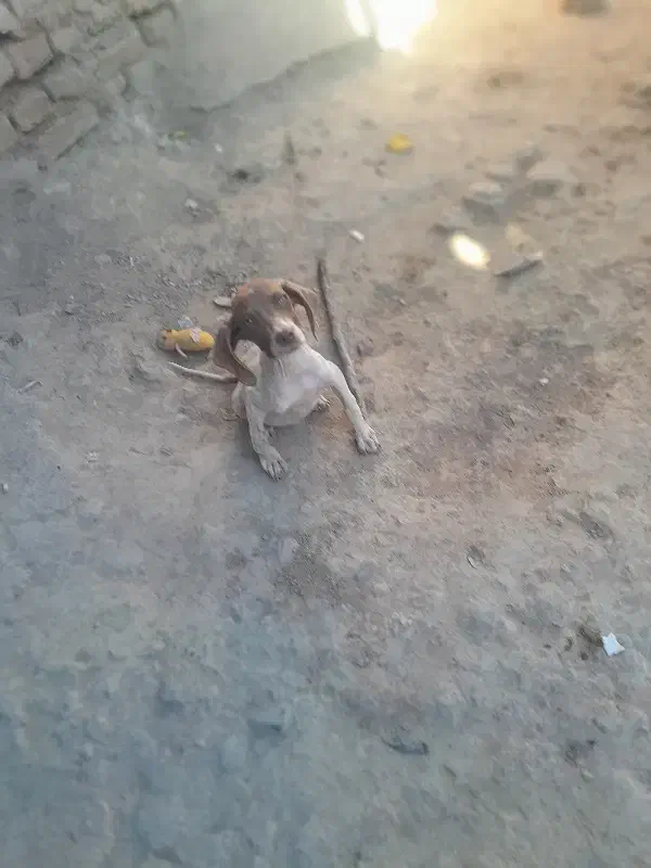 توله دنبلانی|سگ|مینودشت, |دیوار