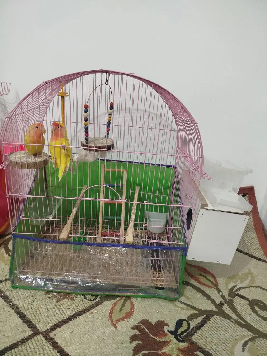 دوعدد کوتوله برزیلی|پرنده|بجنورد, |دیوار