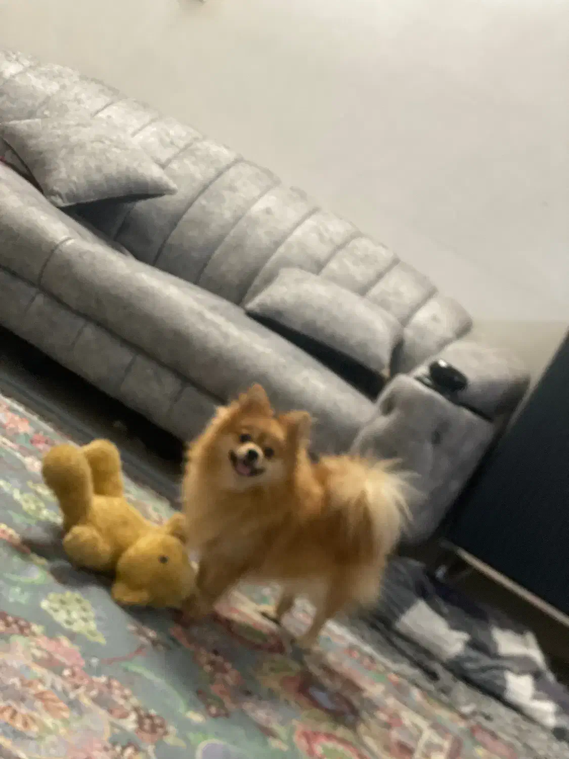 پامر روباهی|سگ|مشهد, پنجتن|دیوار