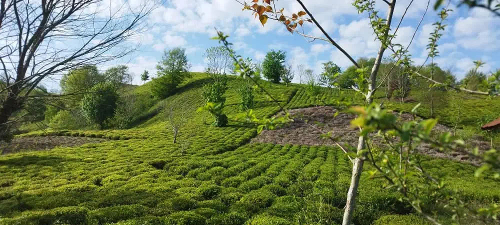 4هکتار زمین،باغ چای لوکیشن توریستی بام سبز لیلاکوه|فروش زمین و ملک کلنگی|لنگرود, |دیوار