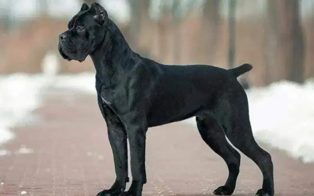 کنکورسو نر|سگ|خرمآباد, |دیوار