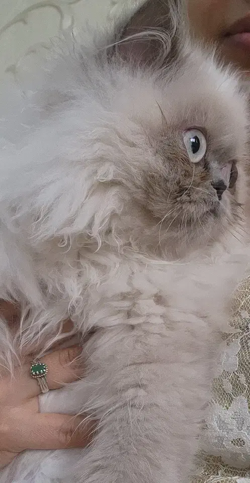 گربه هیمالین|گربه|شیراز, کوی وحدت|دیوار