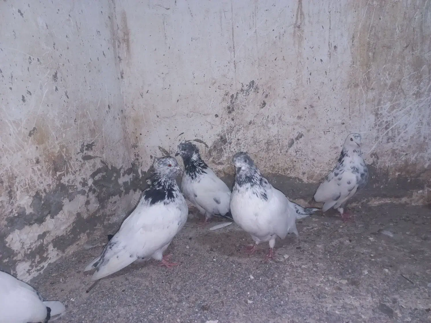 چند عدد کردم سبز بلند کشیده|پرنده|قائمشهر, |دیوار