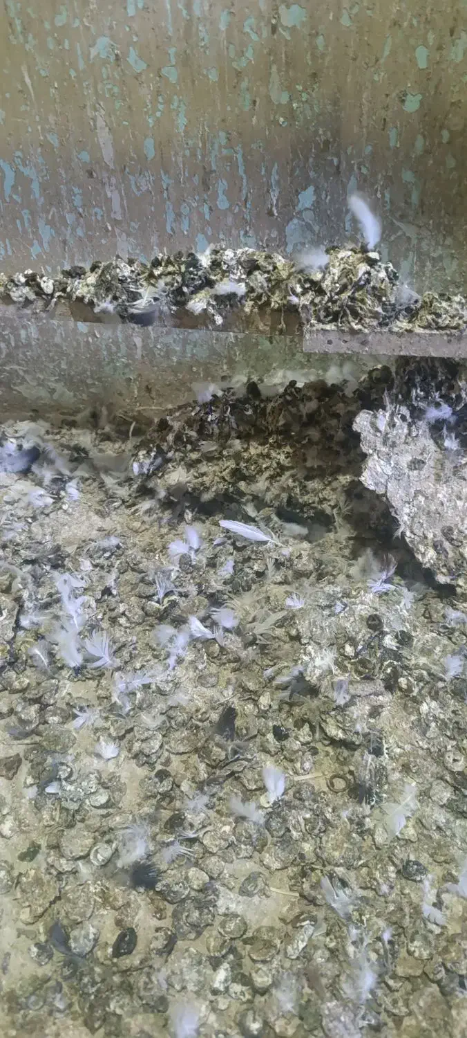 کود کبوتری|گل و گیاه طبیعی|ابهر, |دیوار