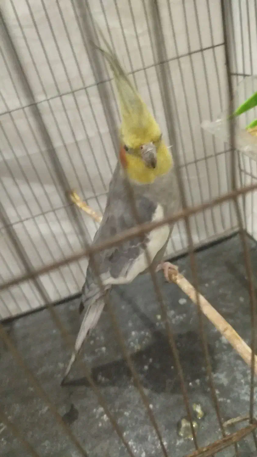 عروس هولندی|پرنده|فولادشهر, B6|دیوار