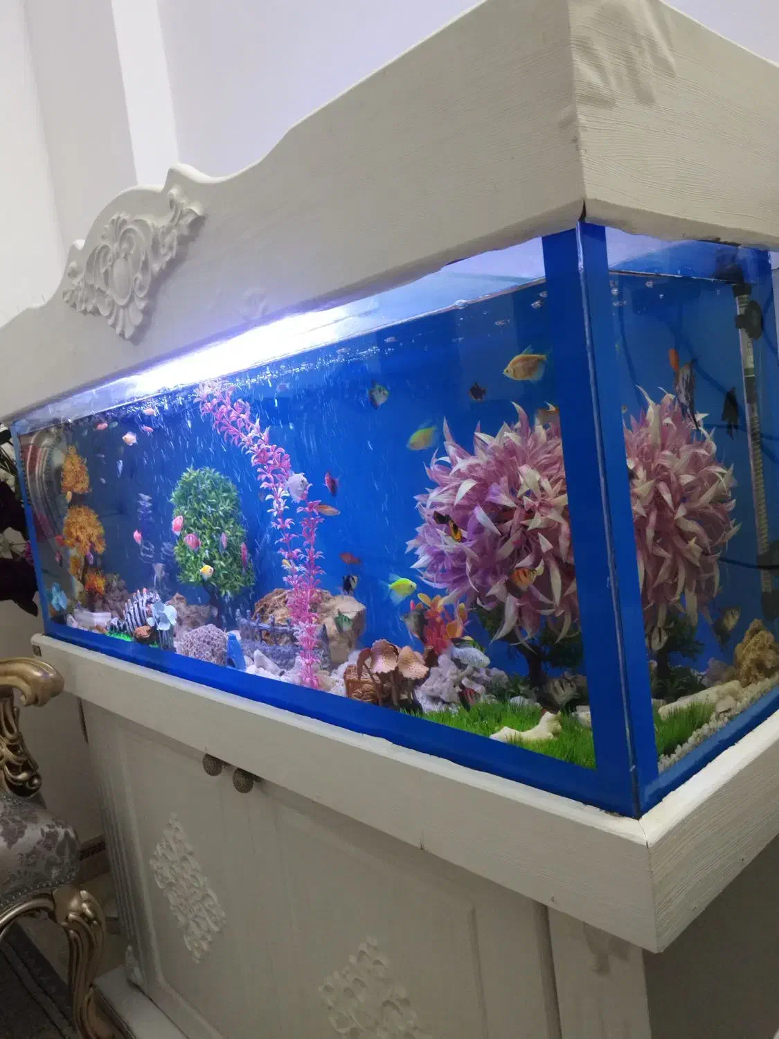 اکواریوم حرفه ای با کمد|ماهی|محمدیه-قزوین, |دیوار