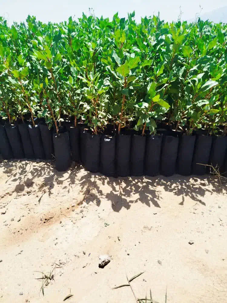 فروش نهال پسته بادامی زرندی|خدمات باغبانی و درختکاری|اصفهان, نقش جهان|دیوار