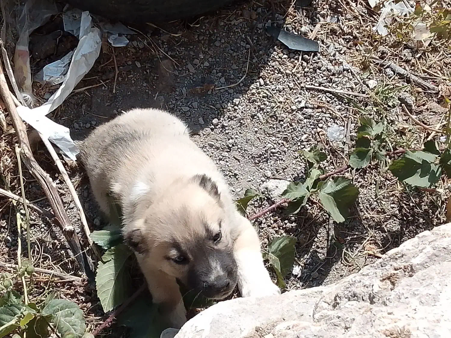 واگذاری توله سگ|سگ|مراغه, |دیوار