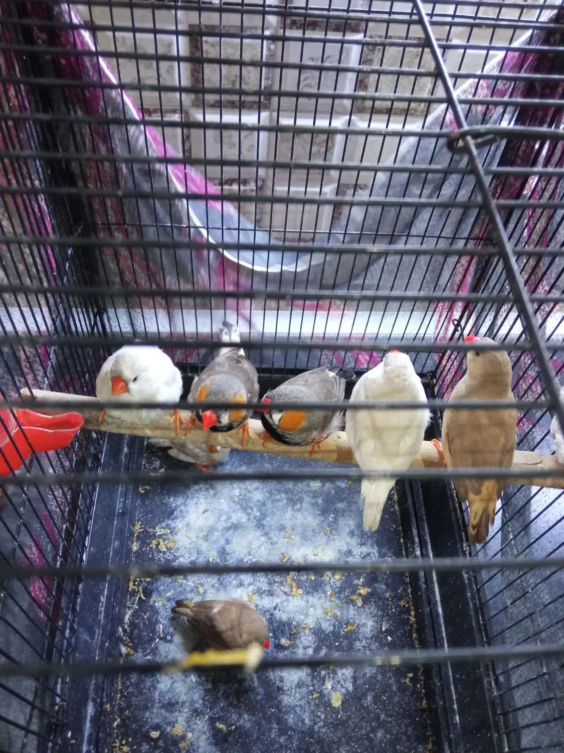 فنچ کینگ|پرنده|تهران, امام زاده عبدالله|دیوار