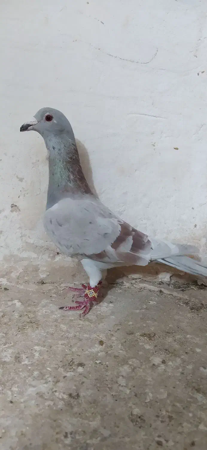 کبوتر ناشی|پرنده|شیروان (خراسان), |دیوار