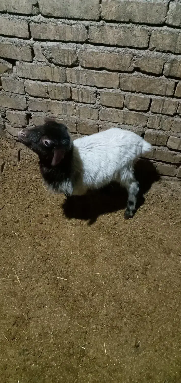 بره شیری 5ملیون|حیوانات مزرعه|قلقل رود, |دیوار