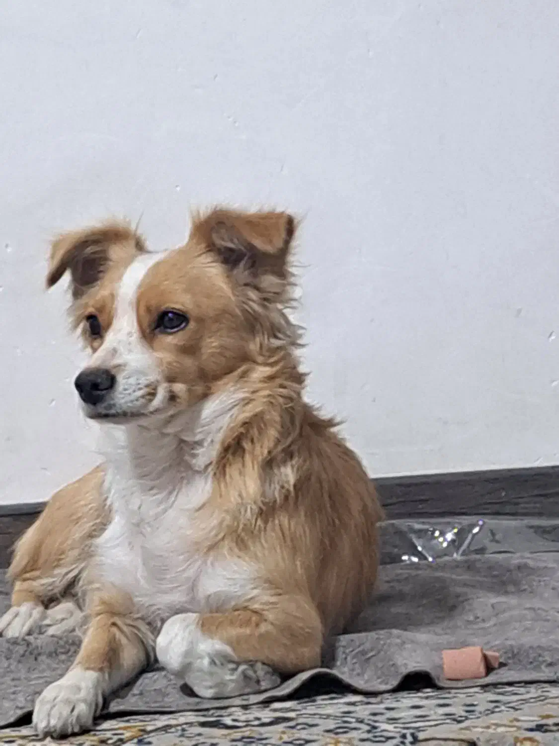 سگ اشپیتز روباهی|سگ|شیراز, گچی|دیوار