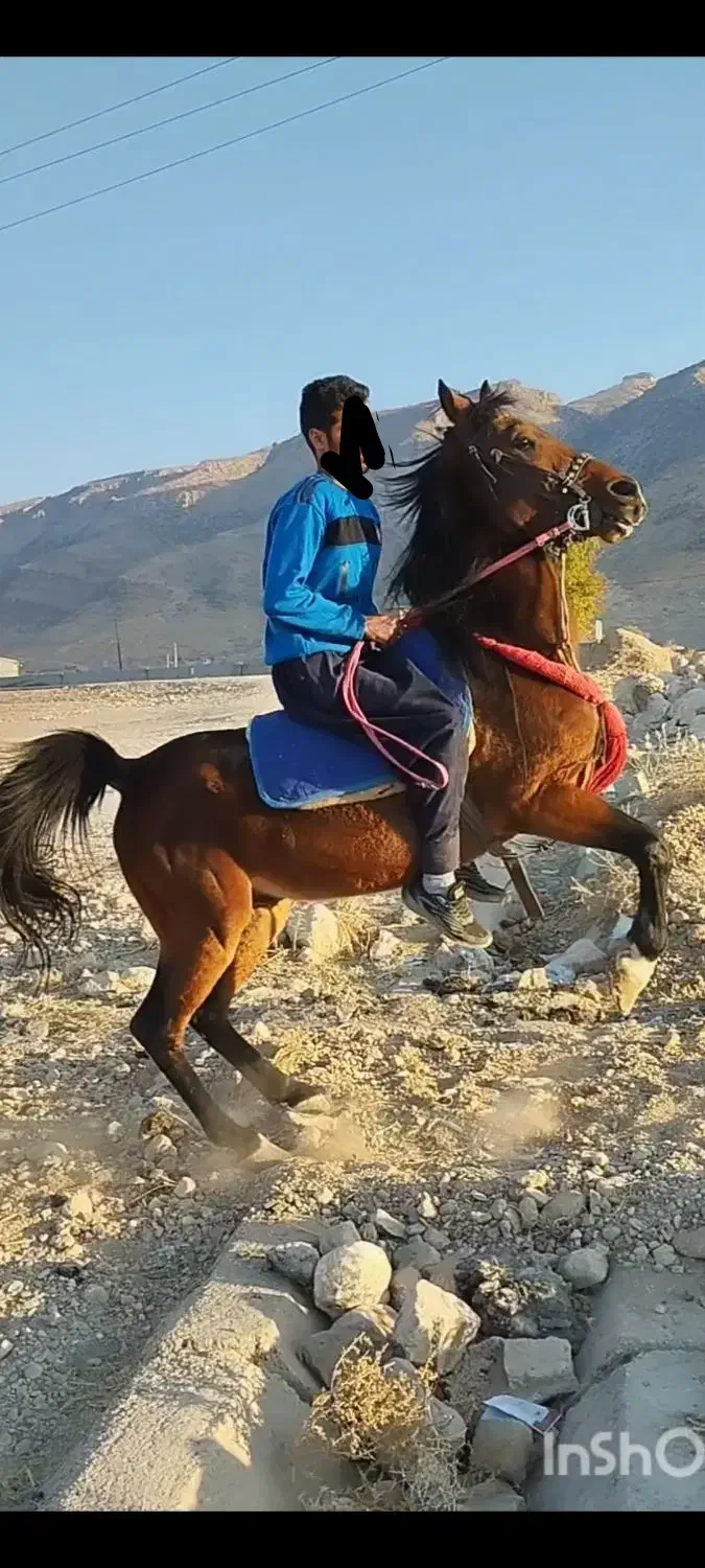 اسب نریان خوش سوار|اسب و تجهیزات اسب‌سواری|فسا, |دیوار