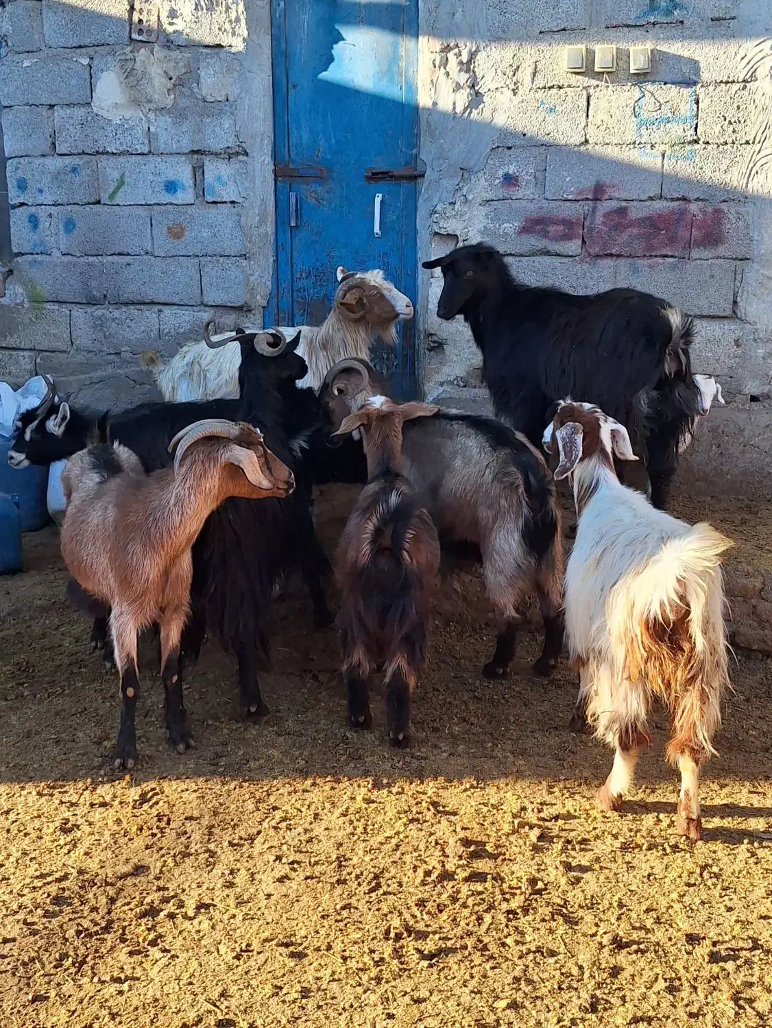 10 عدد بز آبستن و بچه دار|حیوانات مزرعه|اردبیل, |دیوار