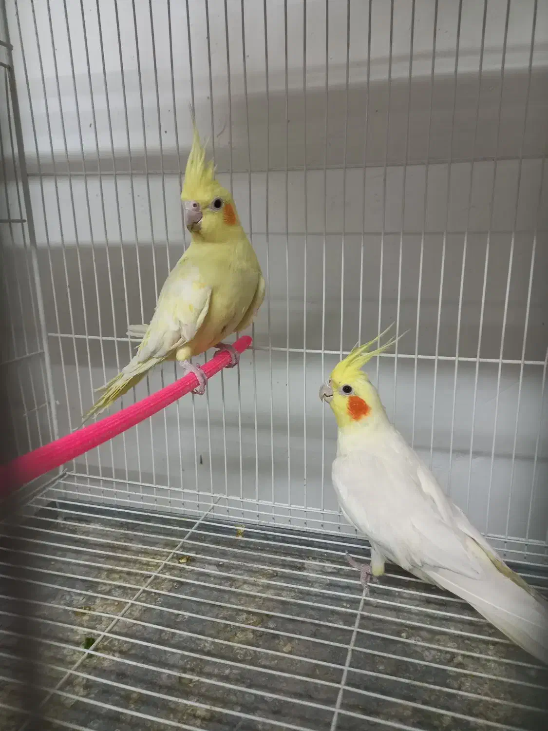 جفت‌عروس‌هلندی‌مولد و عروس اهلی|پرنده|قائن, |دیوار