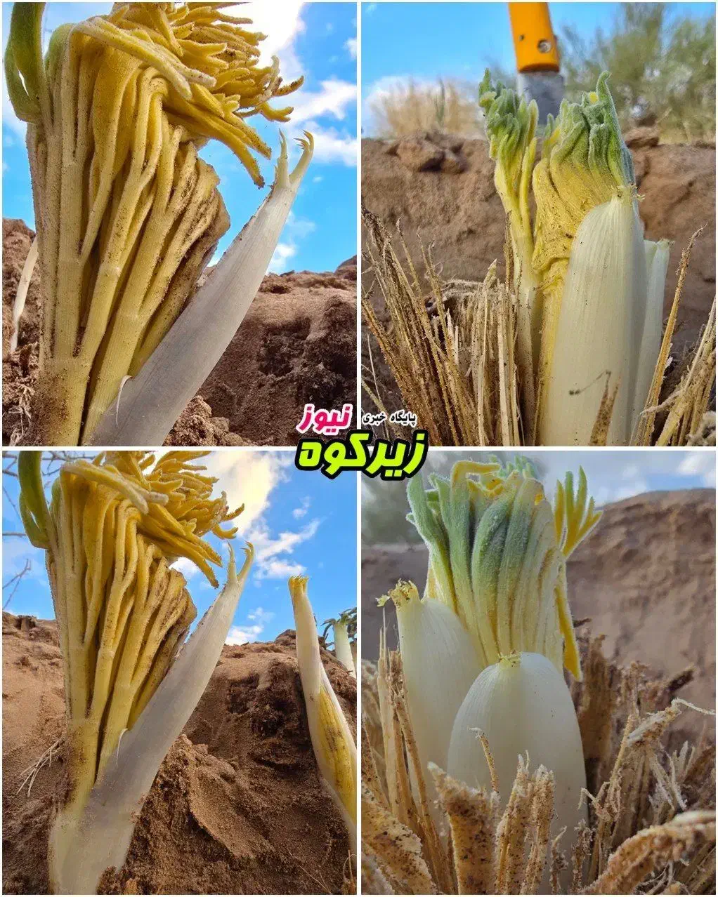 کما زیرکوه|لوازم جانبی حیوانات|زیرکوه, |دیوار