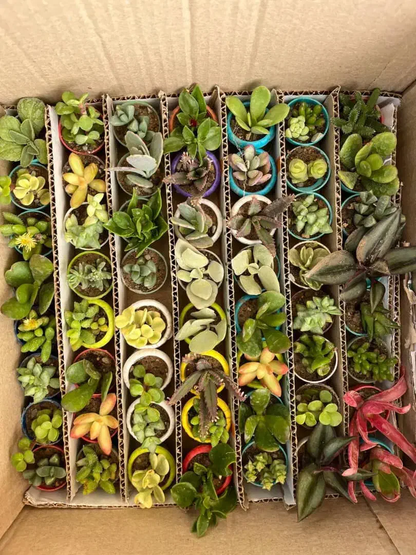 گیاهان اپارتمانی|گل و گیاه طبیعی|تهران, اکباتان|دیوار