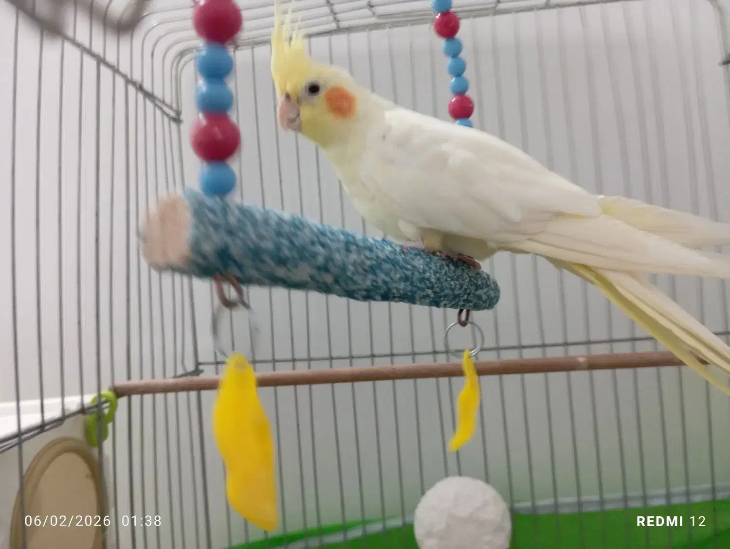 عروس هلندی|پرنده|پیرانشهر, |دیوار