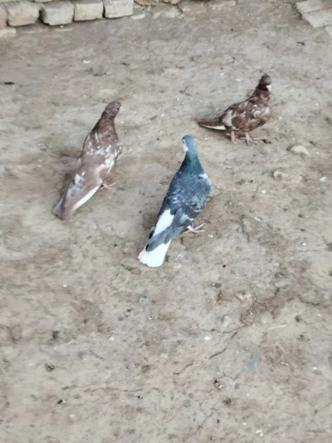 پنج تا کبوتر جفت کاه به شرت|پرنده|عطاملک, |دیوار