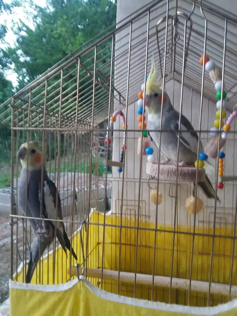 عروس هلندی|پرنده|لوندویل, |دیوار