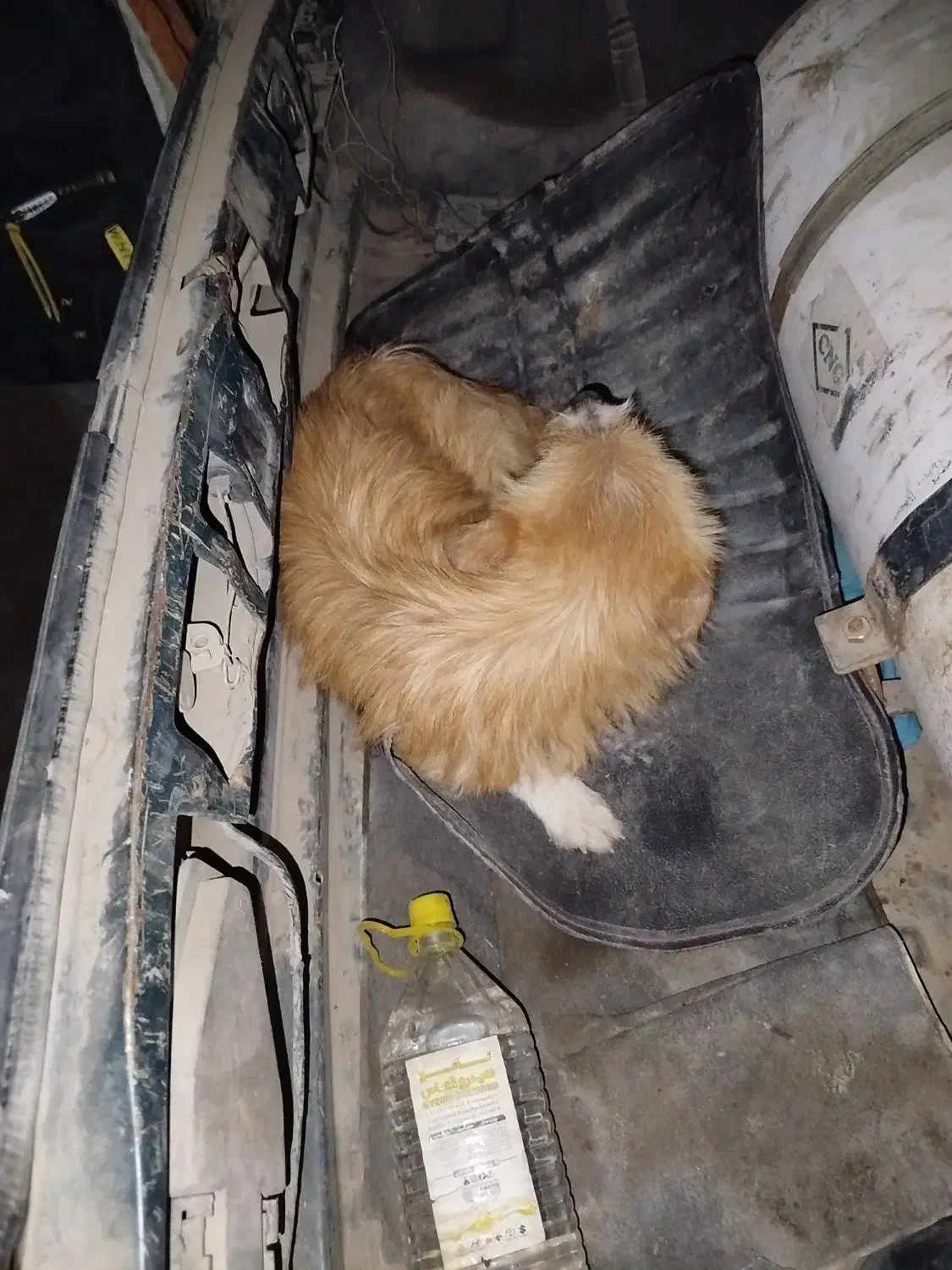 سگ پشمالو|سگ|زرند, |دیوار