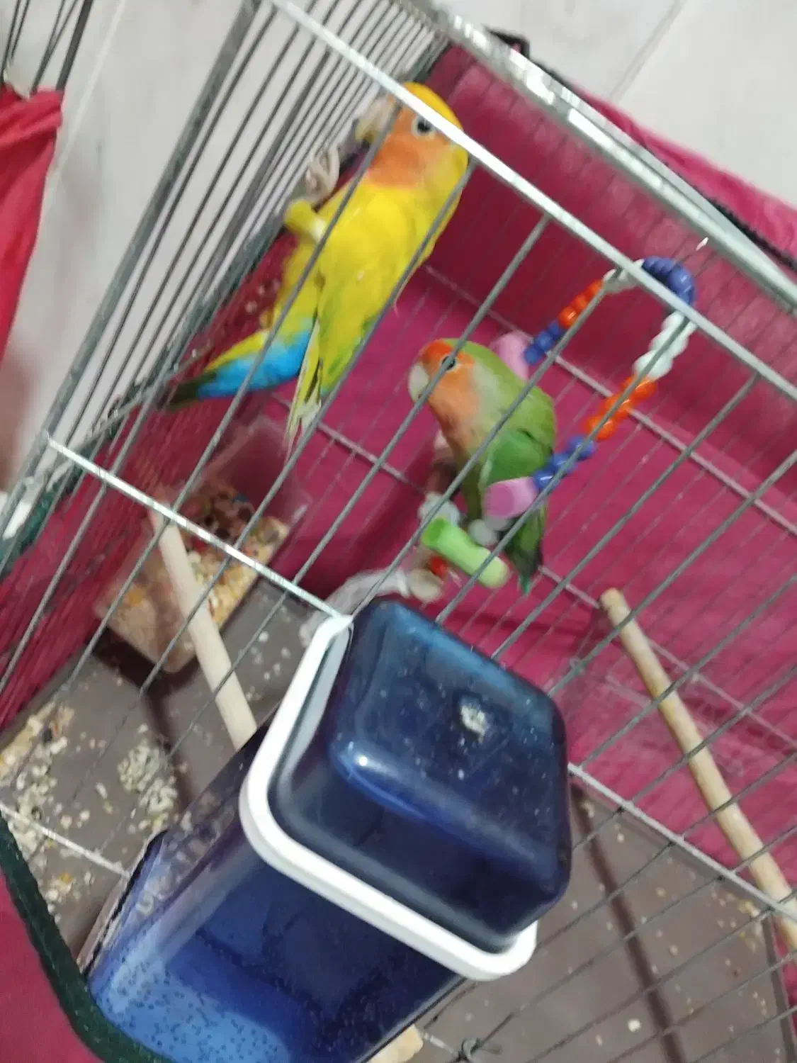 طوطی بریزلی ماده فروشی|پرنده|کرج, احدآباد|دیوار