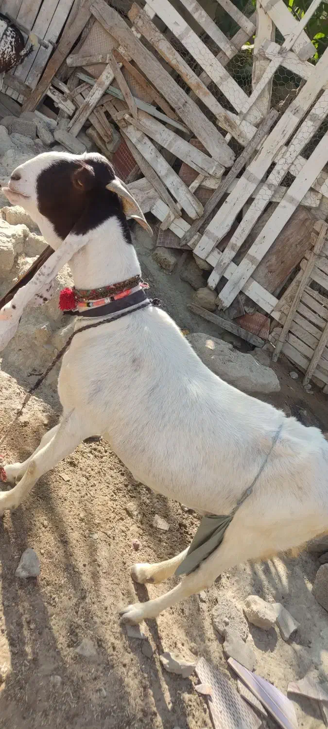 دو عدد بز اصل دار پنجاب|حیوانات مزرعه|چابهار, |دیوار