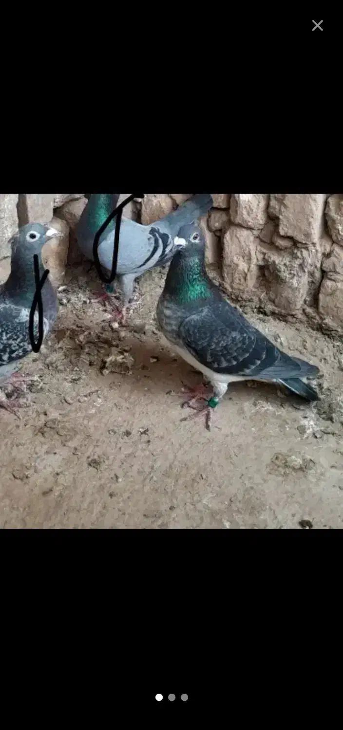 پلاکی مسافتی المانی پولکی قره|حیوانات مزرعه|مشهد, کوی دروی|دیوار