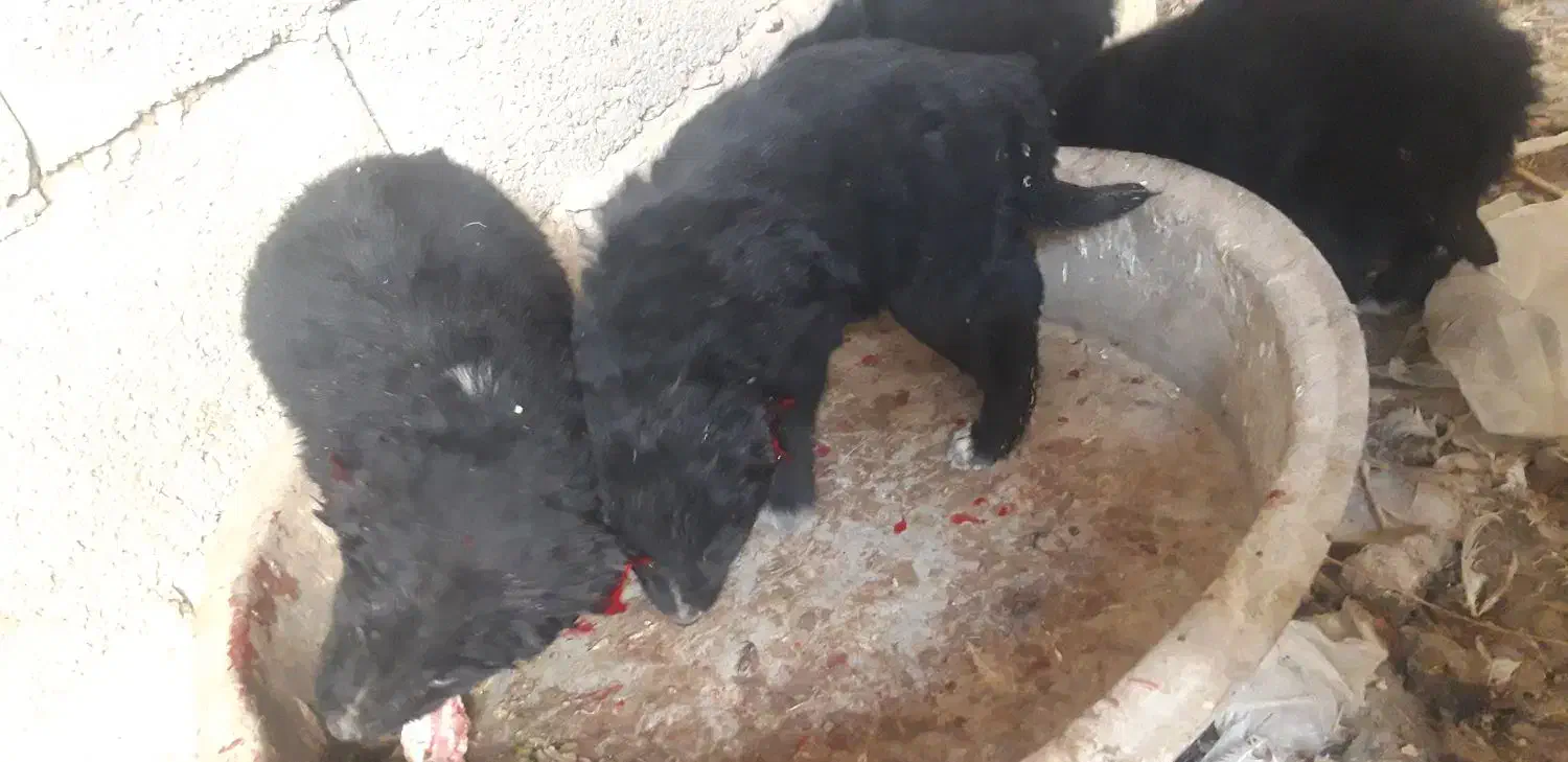 توله قدرجونی|سگ|قهدریجان, |دیوار