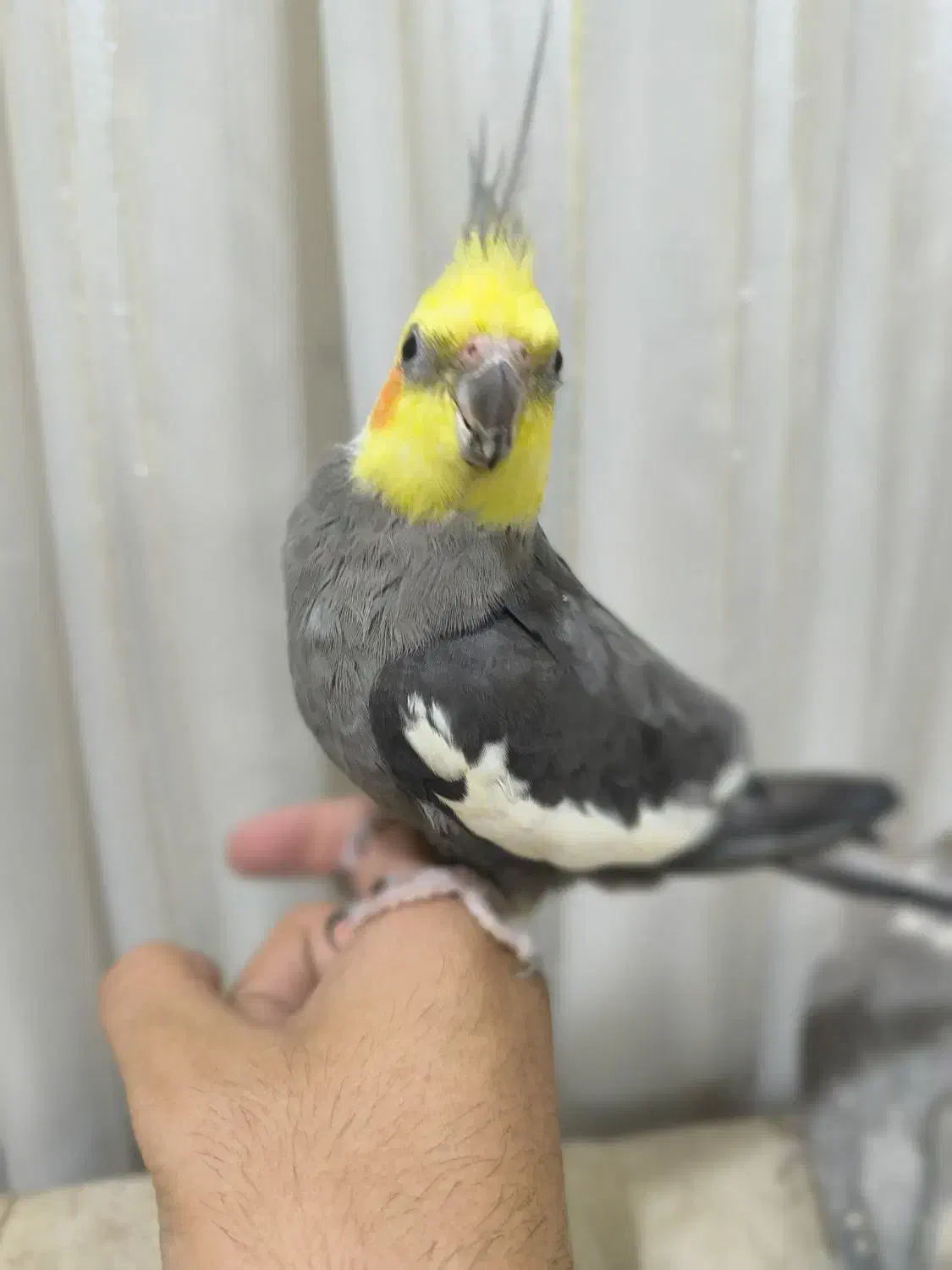 عروس هلندی شیطون|پرنده|شوش, |دیوار