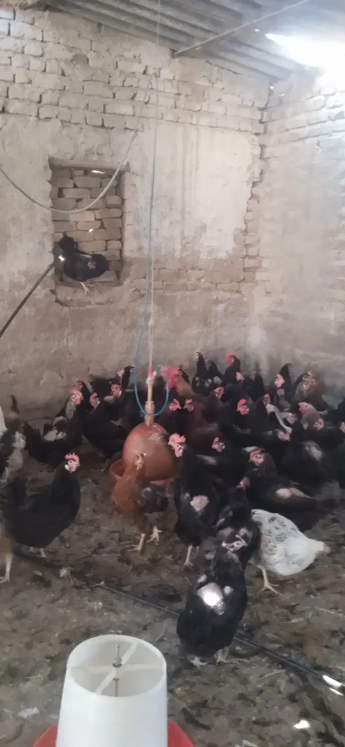 مرغ تخم گذارازتولیدبه مصرف وزن 2تا2500کیلوگرم|حیوانات مزرعه|مرودشت, محمد آباد|دیوار