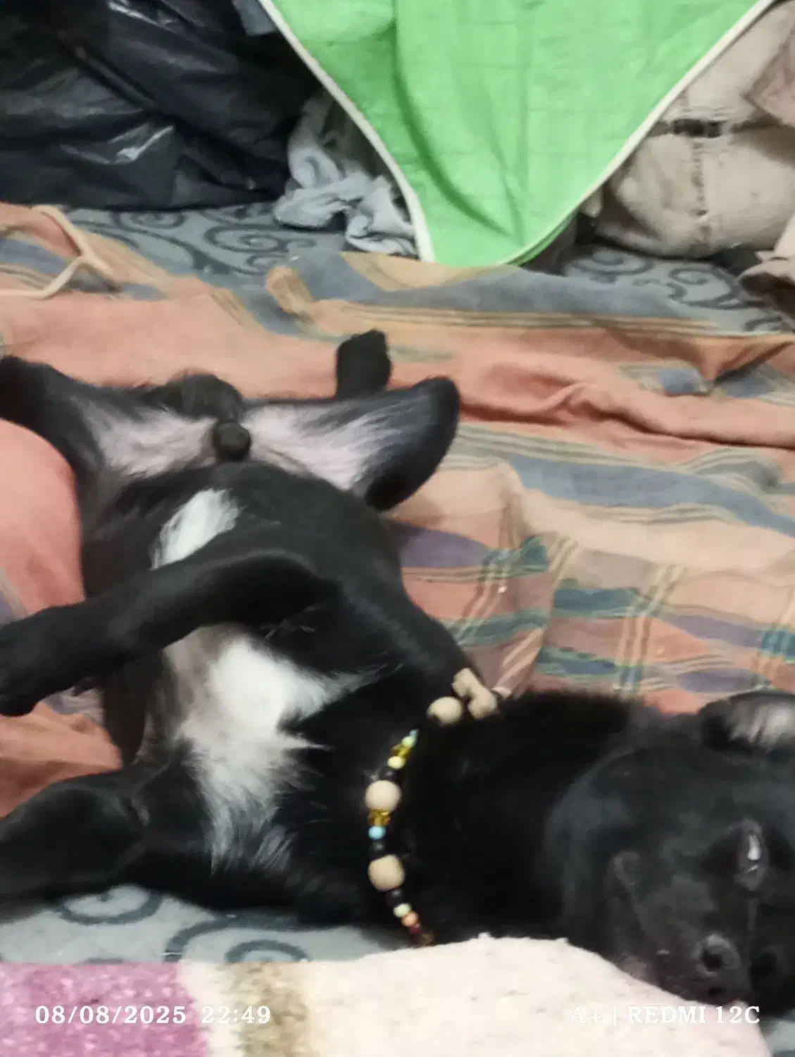 تعدادی حیوان خوشگل دنبال صاحب میگردن|فعالیت داوطلبانه|سبزوار, ایزی شهر|دیوار