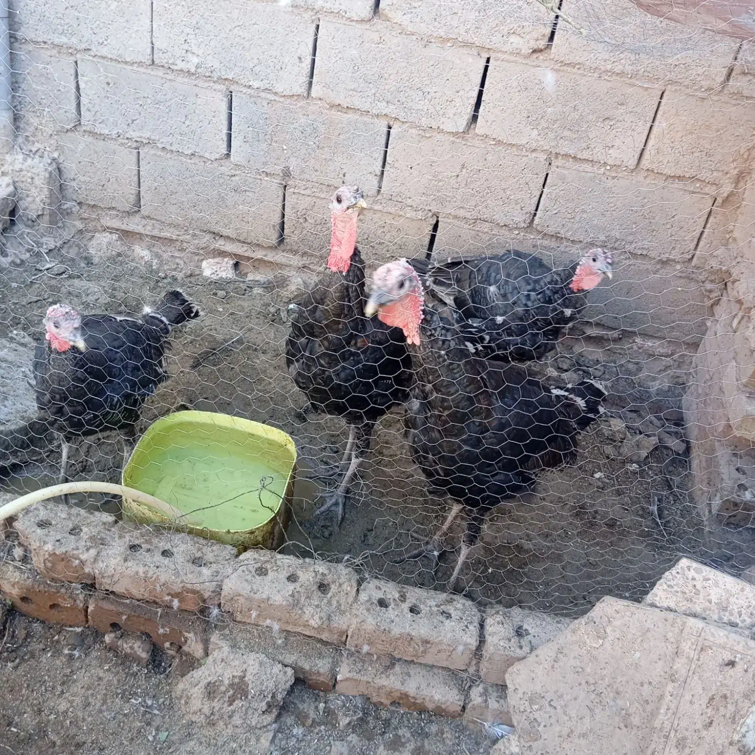 بوقلمون|پرنده|فیروزه, |دیوار