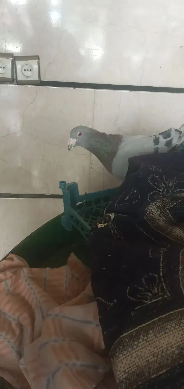 کفتر|پرنده|تاکستان, |دیوار