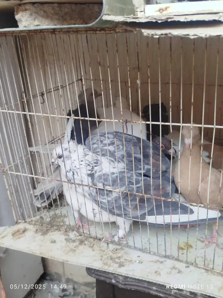 دوردکبوتر|پرنده|شیراز, سعدیه شمالی|دیوار