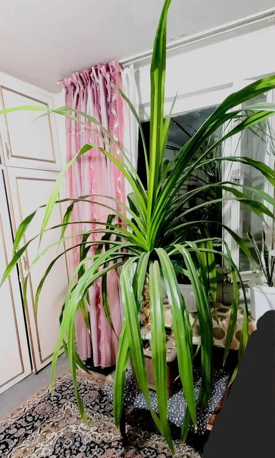 گل پاندانوس ۱۷ ساله بزرگ|گل و گیاه طبیعی|تبریز, |دیوار