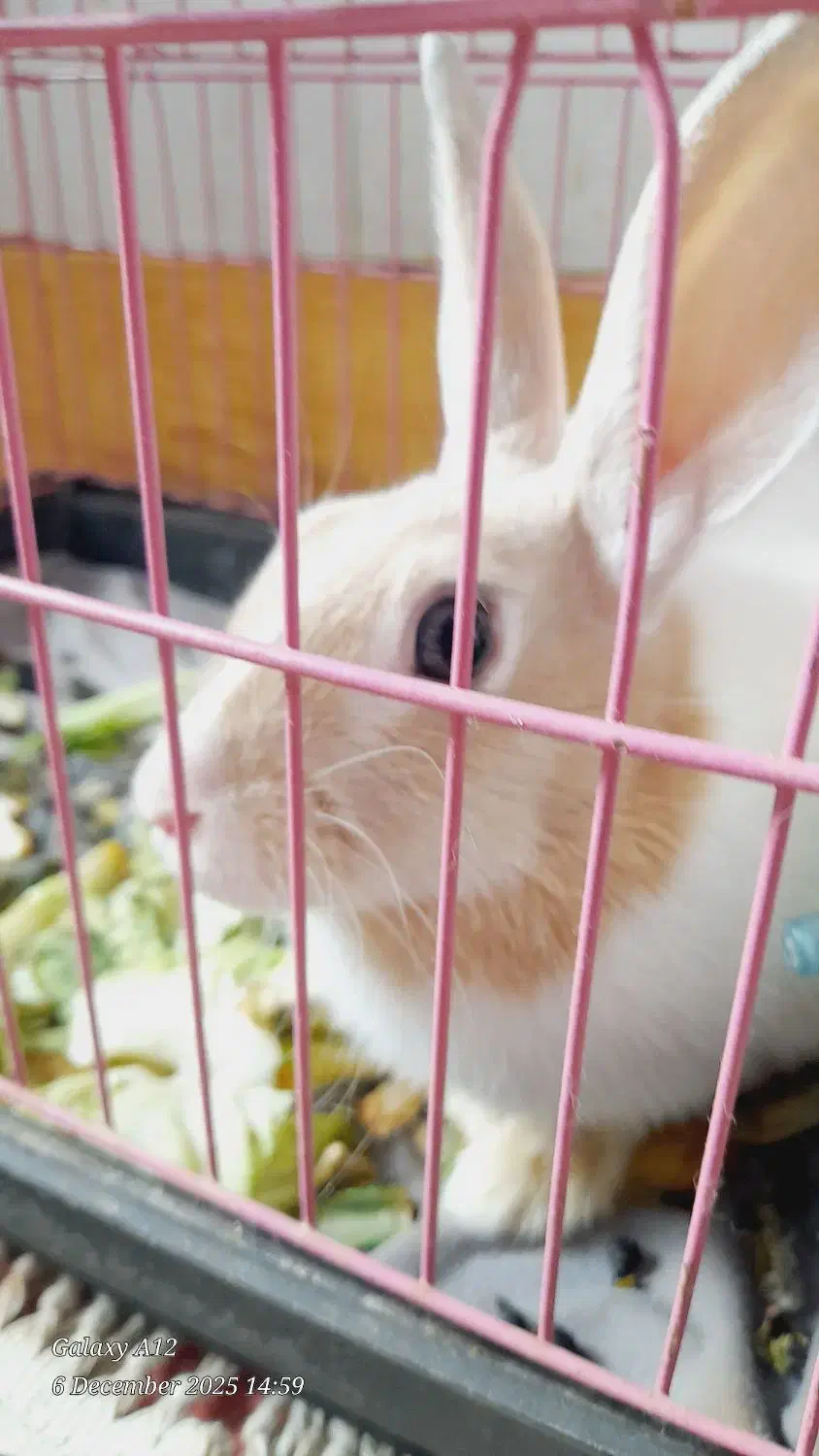 فروش فوری خرگوش|موش و خرگوش|خرم‌آباد, |دیوار