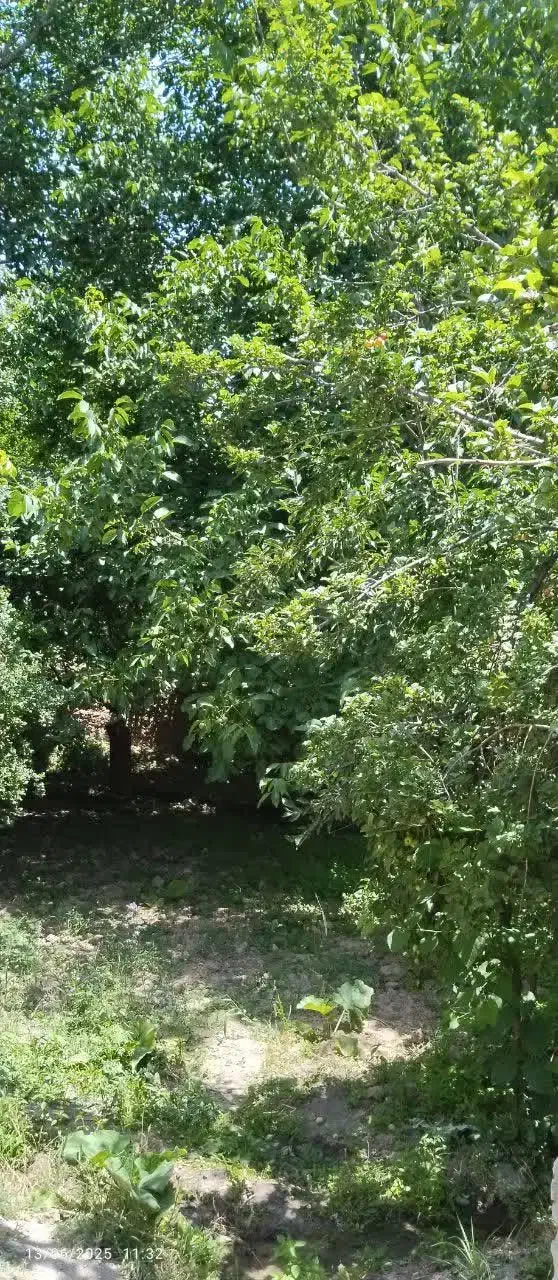 باغچه باغ  250متری|فروش دفتر صنعتی، کشاورزی، تجاری|باغ بهادران, |دیوار