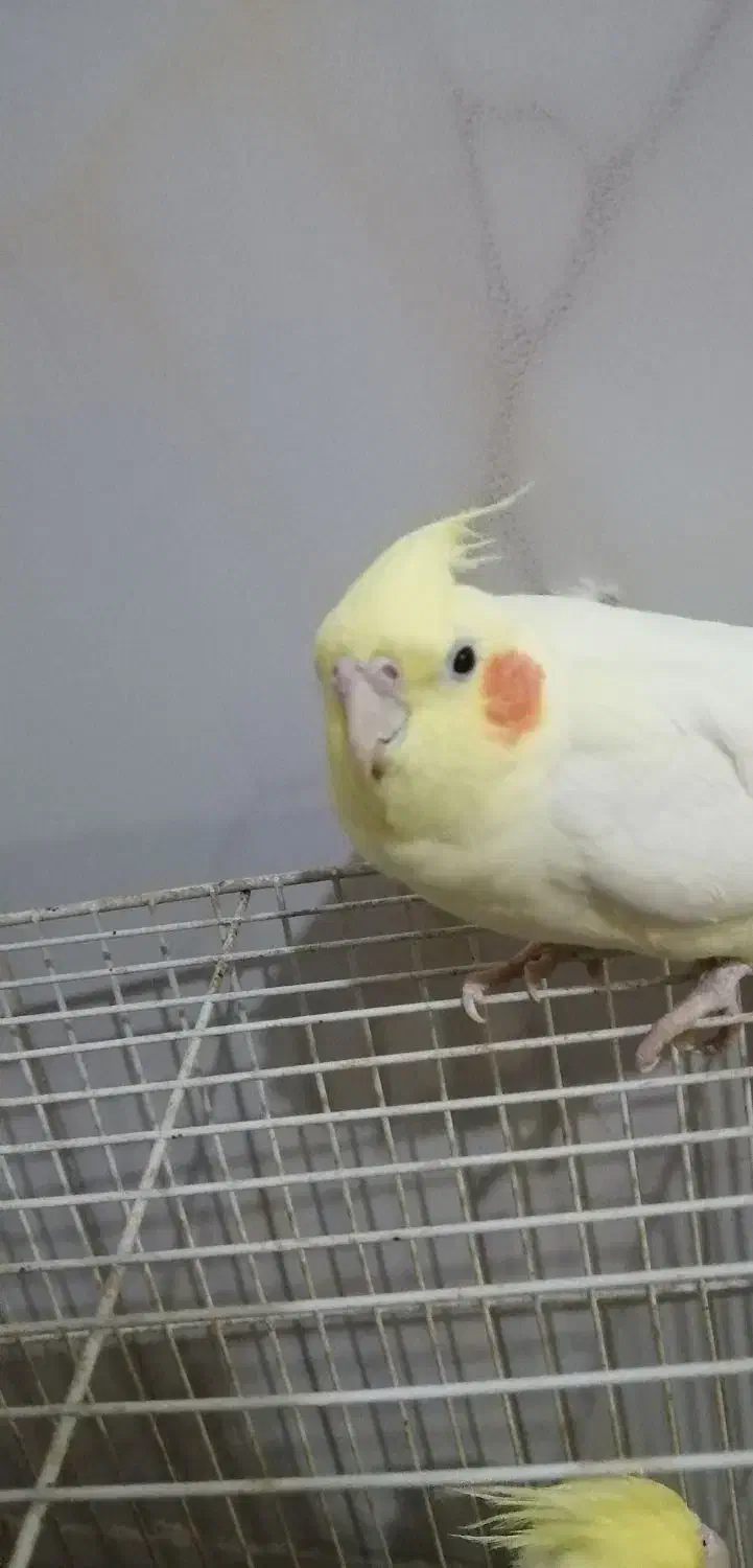 عروس هلندی گمشده|پرنده|شیروان (خراسان), |دیوار