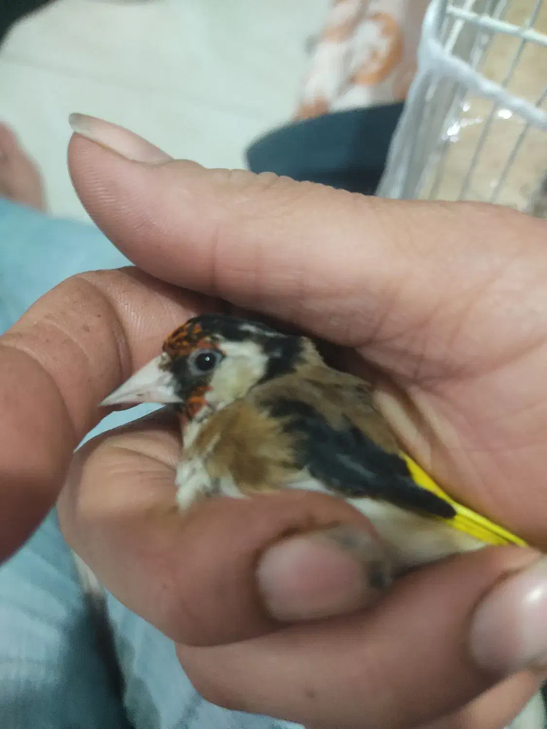 سهره ،قناری|پرنده|گرگان, |دیوار