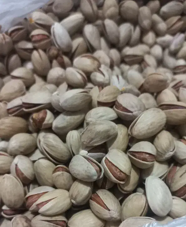 پسته فندقی|خوردنی و آشامیدنی|قم, چهل درخت‎|دیوار